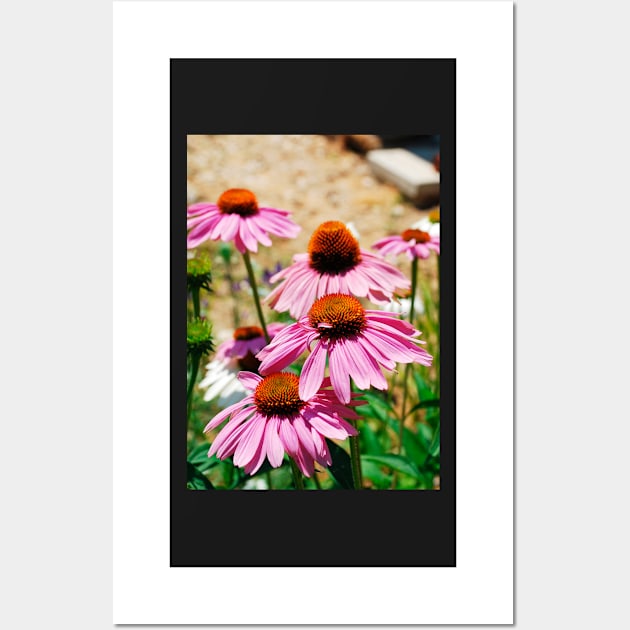 Echinacea Purpurea Wall Art by jojobob